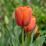 Tulip 'Jimmy' - image 1
