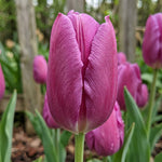 Tulip 'Purple Flag' - image 1