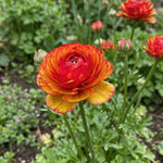 Ranunculus 'Aviv Picotee Orange' - Harding & Bloom