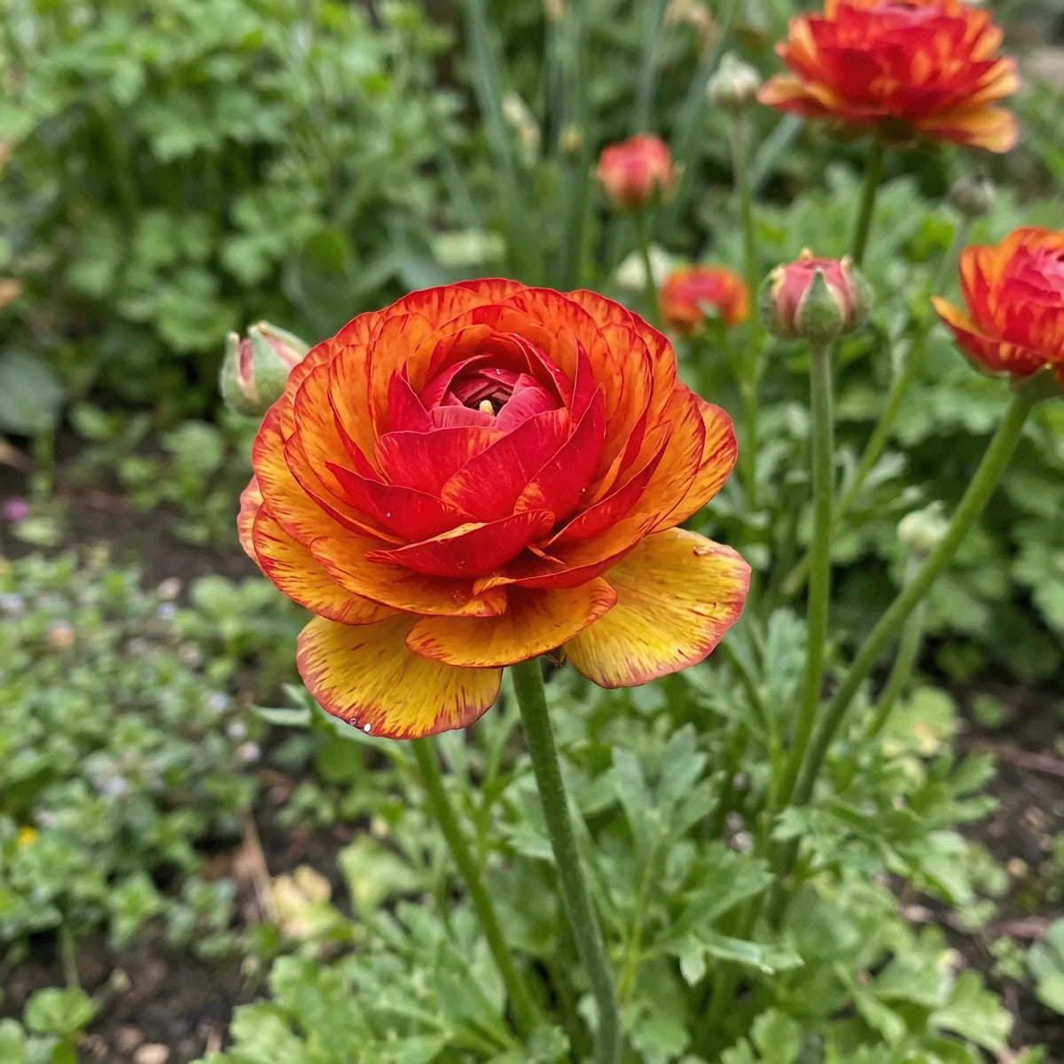 Ranunculus 'Aviv Picotee Orange' - Harding & Bloom