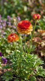 Ranunculus 'Aviv Picotee Orange' - Harding & Bloom
