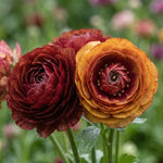 Ranunculus 'Picotee Café' - Harding & Bloom
