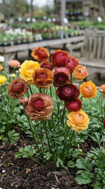 Ranunculus 'Picotee Café' - Harding & Bloom