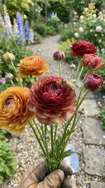 Ranunculus 'Picotee Café' - Harding & Bloom