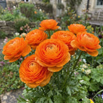 Ranunculus 'Orange' - Harding & Bloom