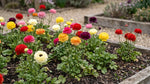 Ranunculus 'Mixed' image 3