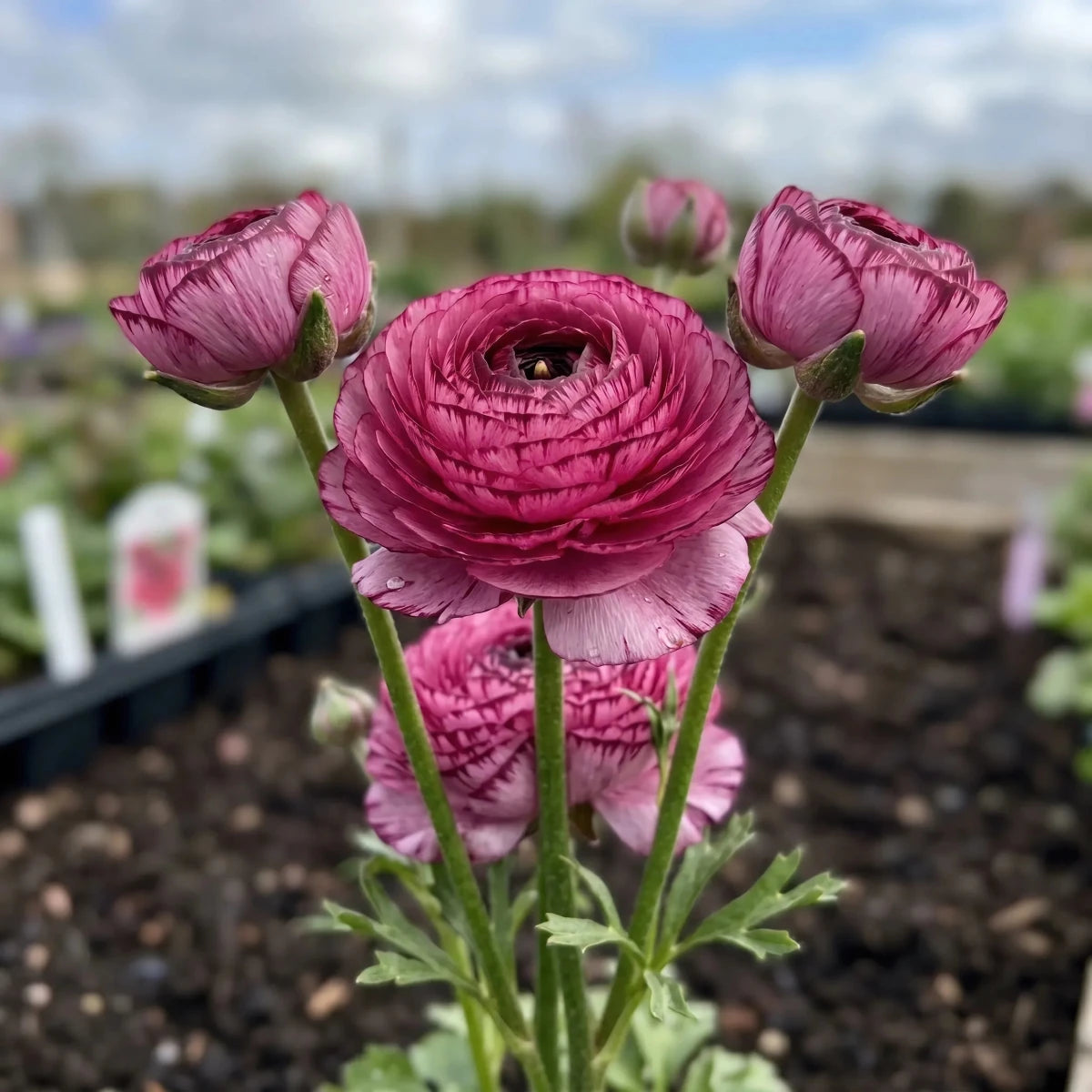 Ranunculus 'Elegance Rosa Striato' - Harding & Bloom