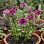 Ranunculus 'Elegance Rosa Striato' - Harding & Bloom