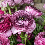 Ranunculus 'Elegance Rosa Striato' - Harding & Bloom