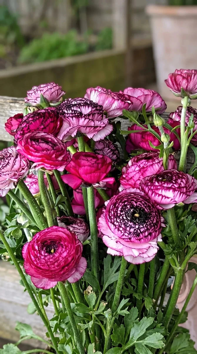 Ranunculus 'Elegance Rosa Striato' - Harding & Bloom