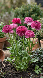 Ranunculus 'Elegance Rosa Striato' - Harding & Bloom