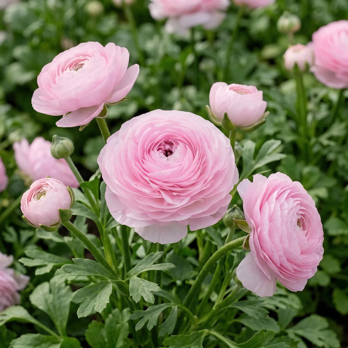 Ranunculus 'Elegance Rosa Chiaro' - Harding & Bloom