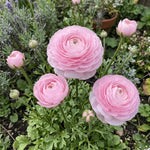 Ranunculus 'Elegance Rosa Chiaro' - Harding & Bloom