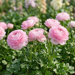 Ranunculus 'Elegance Rosa Chiaro' - Harding & Bloom