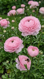 Ranunculus 'Elegance Rosa Chiaro' - Harding & Bloom