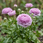 Ranunculus 'Elegance Milka' - Harding & Bloom