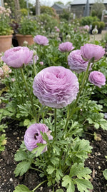 Ranunculus 'Elegance Milka' - Harding & Bloom