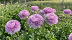 Ranunculus 'Elegance Milka' - Harding & Bloom
