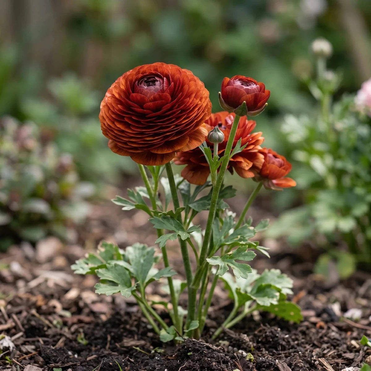 Ranunculus 'Elegance Cioccolato' - Harding & Bloom
