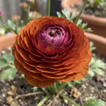 Ranunculus 'Elegance Cioccolato' - Harding & Bloom