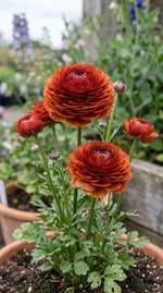 Ranunculus 'Elegance Cioccolato' - Harding & Bloom