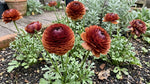 Ranunculus 'Elegance Cioccolato' - Harding & Bloom