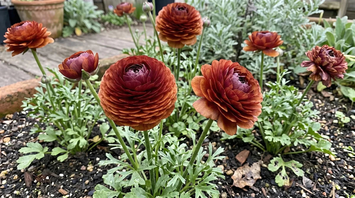 Ranunculus 'Elegance Cioccolato' - Harding & Bloom
