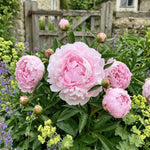 Paeonia 'Sarah Bernhardt' (Peony) - Harding & Bloom