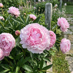 Paeonia 'Sarah Bernhardt' (Peony) - Harding & Bloom
