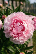 Paeonia 'Sarah Bernhardt' (Peony) - Harding & Bloom