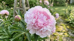 Paeonia 'Sarah Bernhardt' (Peony) - Harding & Bloom
