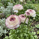 Ranunculus 'Elegance Bianco Striato' - Harding & Bloom