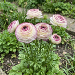 Ranunculus 'Elegance Bianco Striato' - Harding & Bloom