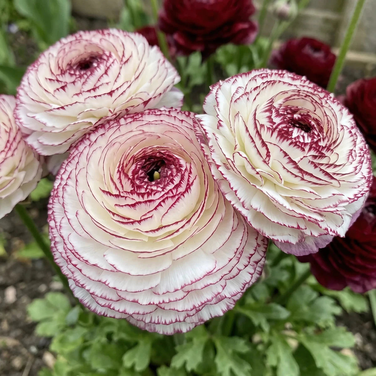 Ranunculus 'Elegance Bianco Striato' - Harding & Bloom