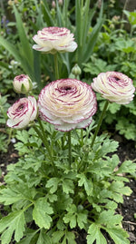 Ranunculus 'Elegance Bianco Striato' - Harding & Bloom