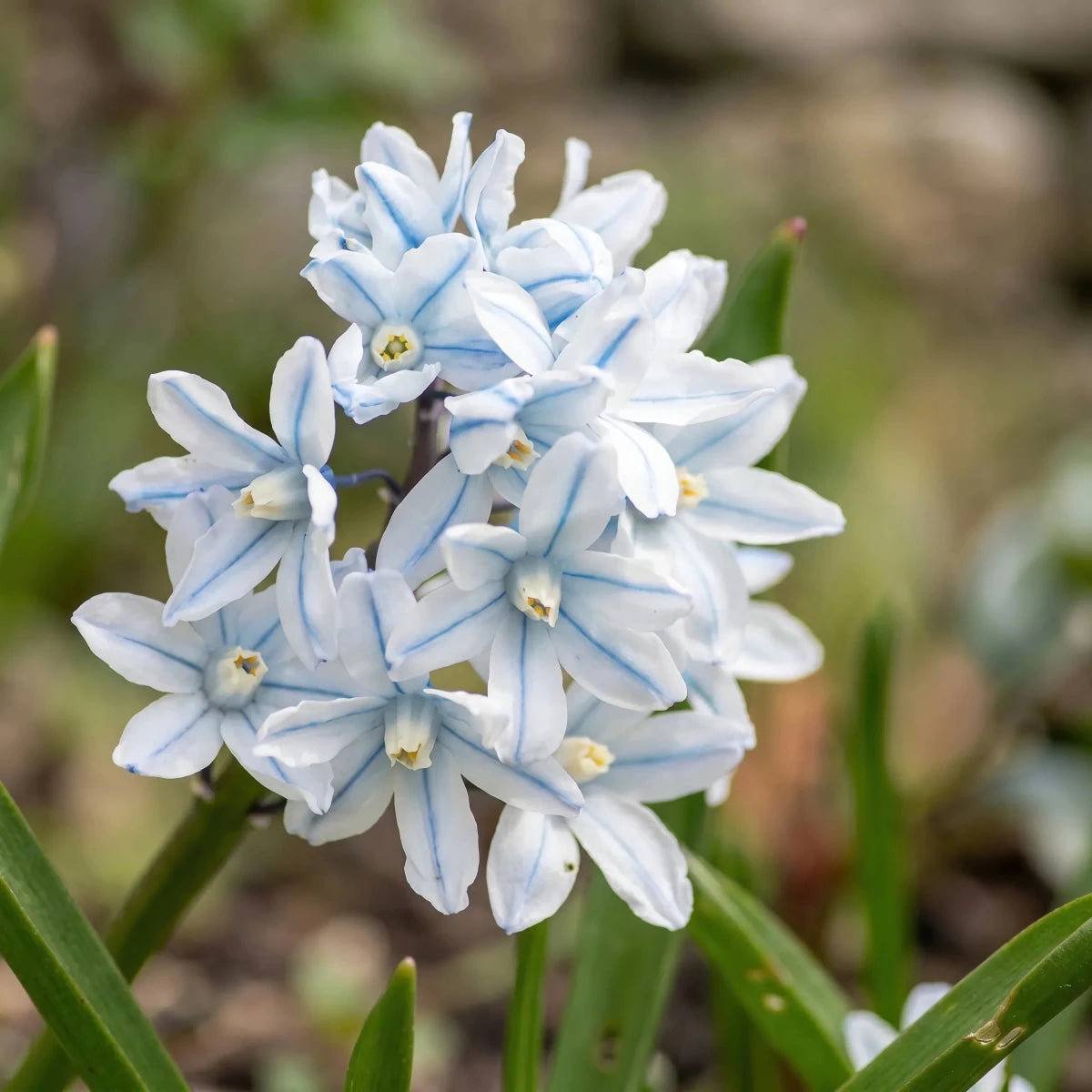 Puschkinia 'Scilloides var. libanotica' (Lebanon striped squill) - Harding & Bloom