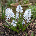 Puschkinia 'Scilloides var. libanotica' (Lebanon striped squill) - Harding & Bloom