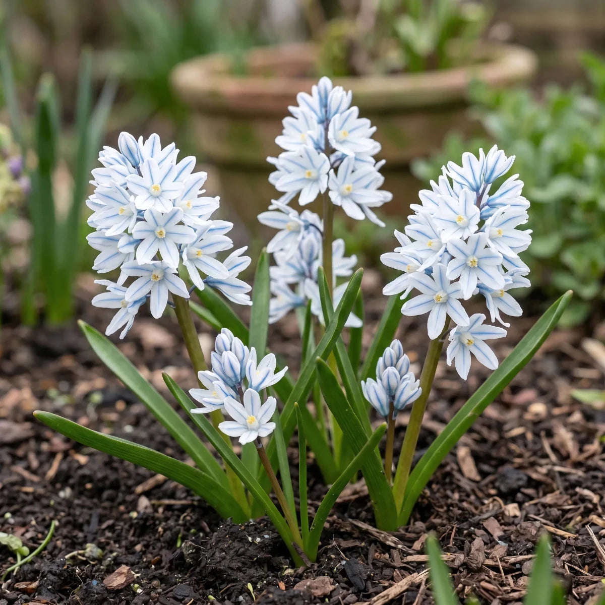 Puschkinia 'Scilloides var. libanotica' (Lebanon striped squill) - Harding & Bloom
