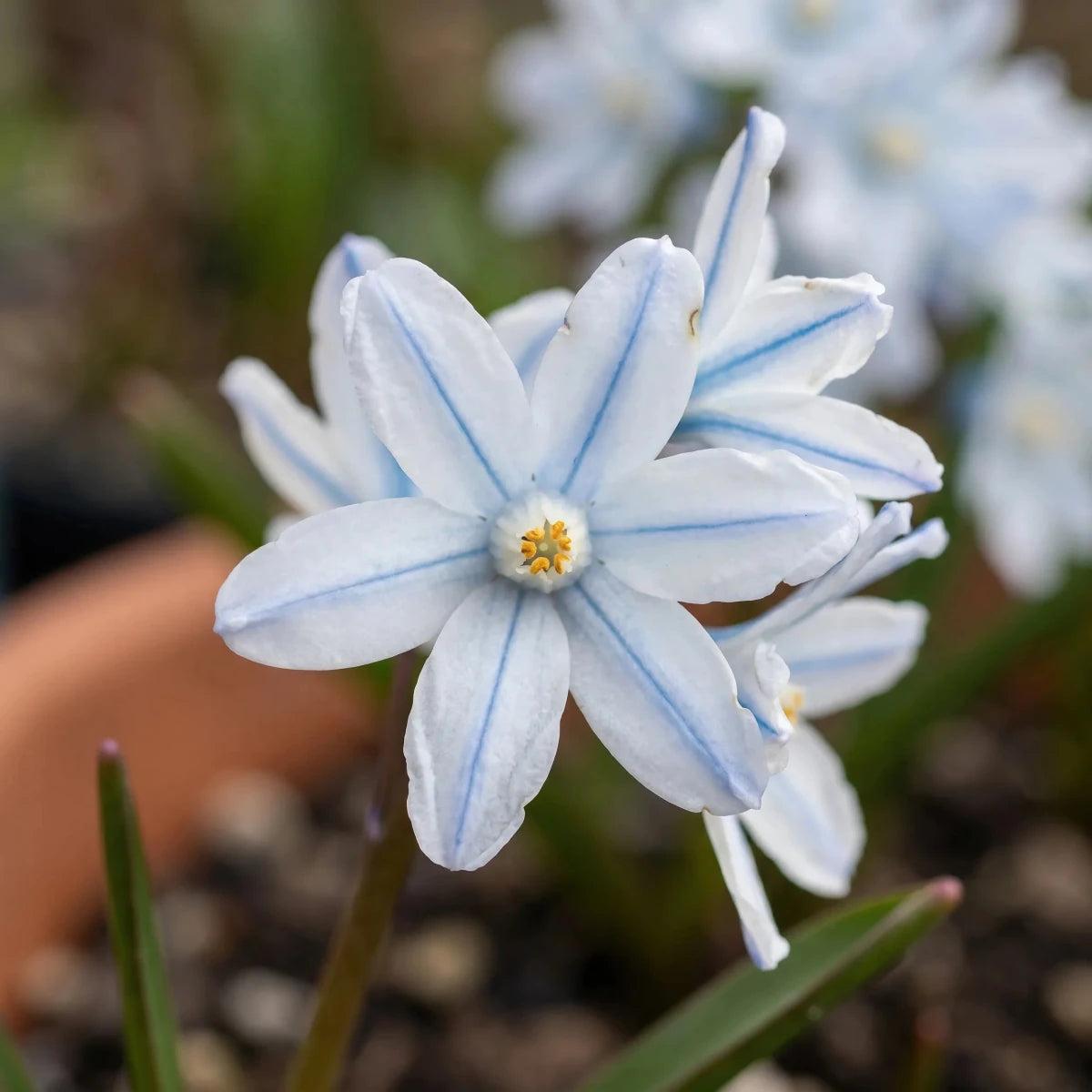 Puschkinia 'Scilloides var. libanotica' (Lebanon striped squill) - Harding & Bloom