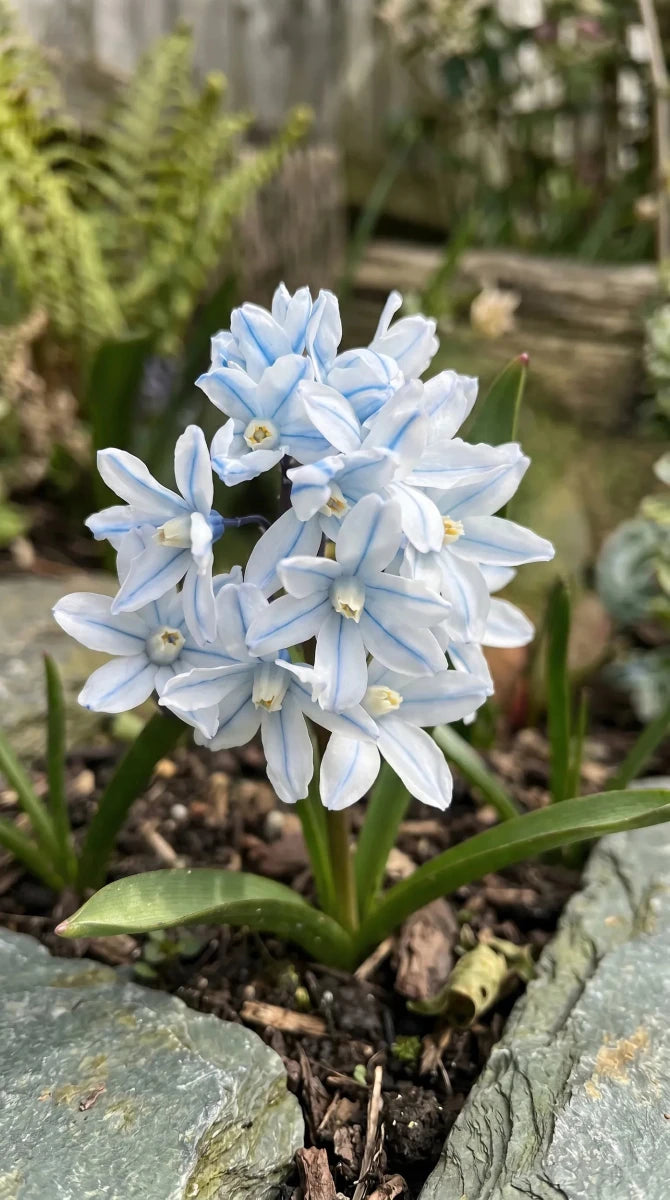 Puschkinia 'Scilloides var. libanotica' (Lebanon striped squill) - Harding & Bloom