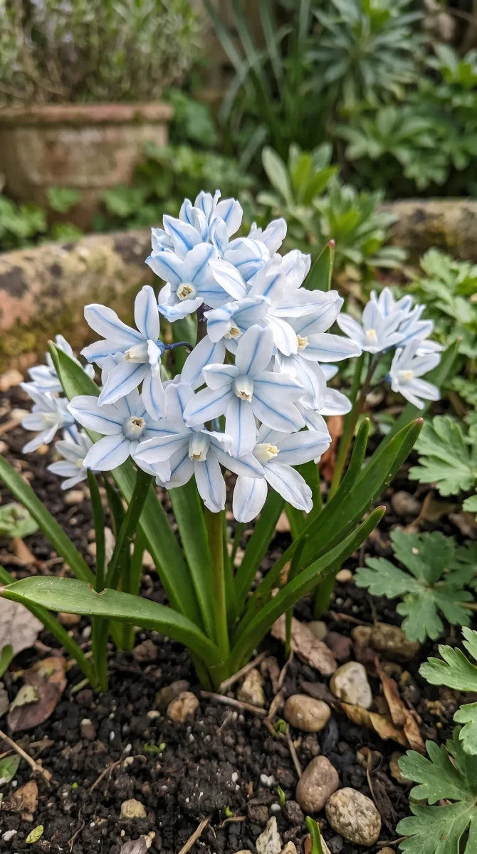 Puschkinia 'Scilloides var. libanotica' (Lebanon striped squill) - Harding & Bloom