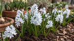 Puschkinia 'Scilloides var. libanotica' (Lebanon striped squill) - Harding & Bloom