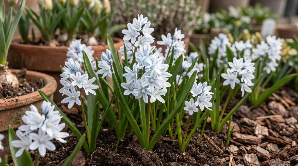 Puschkinia 'Scilloides var. libanotica' (Lebanon striped squill) - Harding & Bloom