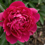 Paeonia 'Red Sarah Bernhardt' (Peony) - Harding & Bloom