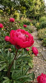 Paeonia 'Red Sarah Bernhardt' (Peony) - Harding & Bloom
