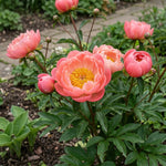 Paeonia 'Coral Sunset' (Peony) - Harding & Bloom