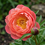 Paeonia 'Coral Sunset' (Peony) - Harding & Bloom