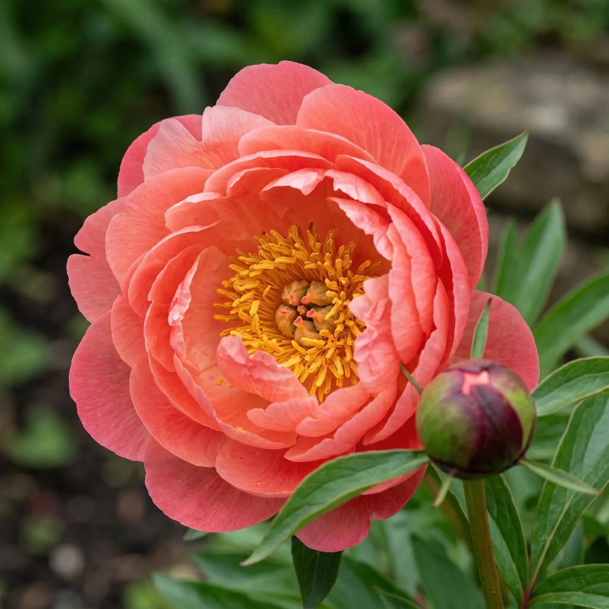 Paeonia 'Coral Sunset' (Peony) - Harding & Bloom