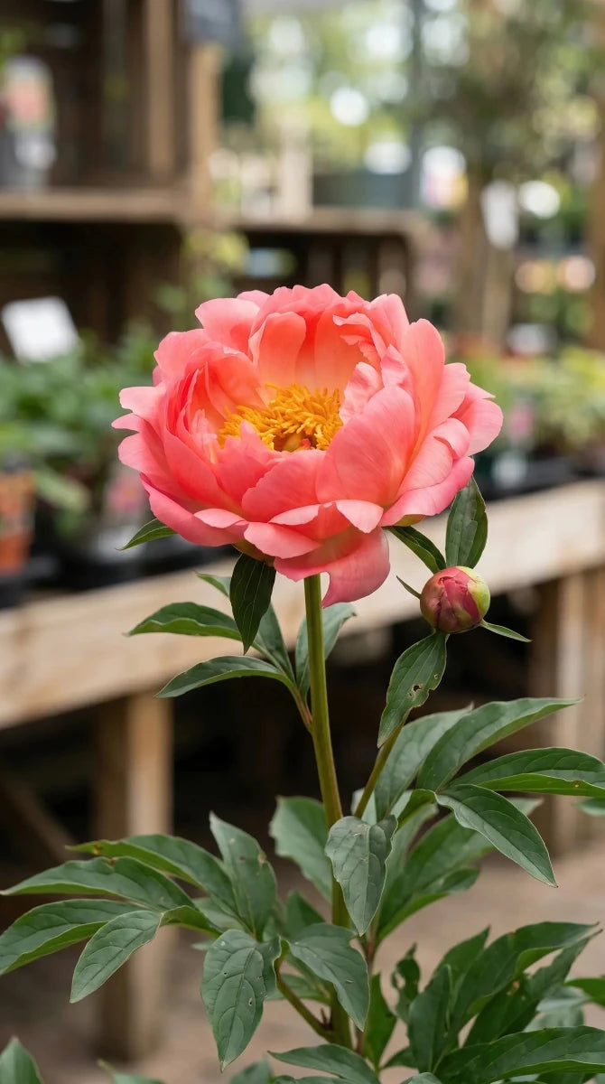 Paeonia 'Coral Sunset' (Peony) - Harding & Bloom