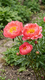 Paeonia 'Coral Sunset' (Peony) - Harding & Bloom